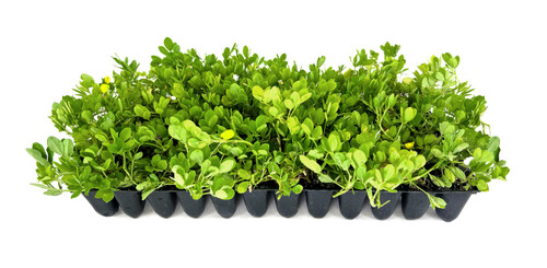 Ornamental Peanut Grass | 40 Live Plants | Arachis glabrata | Drought-Tolerant Ground Cover | Low-Maintenance Lawn Alternative