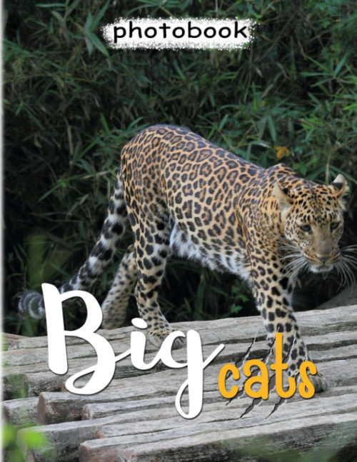 Big Cats Photo Book: Picture Book Of Cats In Big Size With 40 Cute Images Inside | Gift For Children And Adults To Relieve Stress