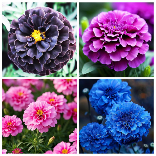 300+ Perennial Marigold Flower Seeds for Planting Outdoor-Rare Swan Tagetes Flower Seeds Plant for Your Garden Home