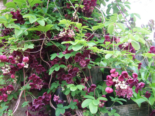 Chocolate Vine Perennial - Edible - Akebia quinata - 2.5" Pot