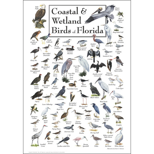 Earth Sky + Water - Coastal & Wetland Birds of Florida - Poster