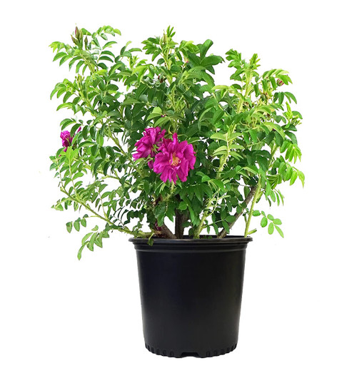 Rosa X Purple Pavement (Rose) Rose, purple flowers, #3 - Size Container