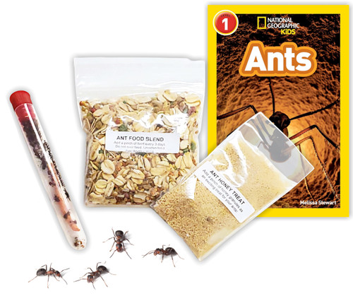 1 Tube of Live Ants Plus Ant Food, Honey Treat, & Book, Ant Habitat Kit Refill