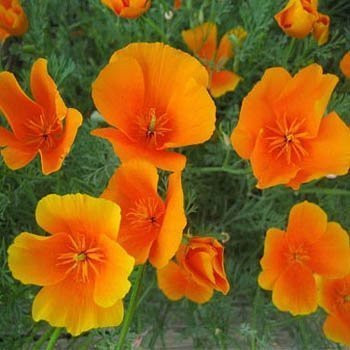 Outsidepride Eschscholzia Orange California Poppy Seeds - 5000 Pcs Annual, Native, Drought Tolerant Wildflower Seeds w/Vibrant Blooms for Full Sun & Drought-Tolerant Pollinator-Friendly Gardens