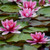 Chalily Water Lily Aquatic Plants Live Lilies Real Small or Big Pond Plant Lilly Ponds Cold Hardy Pads Grow waterlillies Flowering rhizomes Outdoor lilys Waterlily Lillies pre Grown lillys pad RED