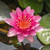 Chalily Water Lily Aquatic Plants Live Lilies Real Small or Big Pond Plant Lilly Ponds Cold Hardy Pads Grow waterlillies Flowering rhizomes Outdoor lilys Waterlily Lillies pre Grown lillys pad RED