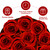 Impouo Forever Flowers,12 Red Roses in A Box, Real Preserved Roses, Birthday Gift for Women, Mother's Day, Anniversary Day- Red Roses