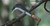 Stubai Billhook Machete Austrian and Italian Design 670502 Hand Forged in Austria, Silver