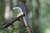 Stubai Billhook Machete Austrian and Italian Design 670502 Hand Forged in Austria, Silver