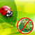 1500 Live Ladybugs - Hippodamia Convergens - Guaranteed Live Deliver - Plastic Container for Moth (1500) 1500 Live Ladybugs - Hippodamia Convergens - Guaranteed Live Deliver - Plastic Container for Moth (1500)