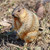 titihuirie 3PCS Groundhog Figurine Groundhog Sculpture Groundhog Model Animal Model Home Decoration Outdoor Garden Statue