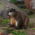 titihuirie 3PCS Groundhog Figurine Groundhog Sculpture Groundhog Model Animal Model Home Decoration Outdoor Garden Statue
