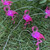 JASHIKA Vintage Pink Flamingo Bird Décor String Lights 10ft 30 LEDs Operated with USB Cord, Multi-Function Remote Control for Wedding Wall Birthday Bathroom Decoration