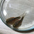 GreenWaterFarm Triops Longicaudatus Eggs for Hatching and Culture Suitable to be Pet and Science Project (Pure 200 Eggs)