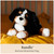 GUND Randle Bernese Mountain Dog, Premium Stuffed Animal Plush for Ages 1 and Up, Black/Brown, 13”