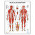 Anatomy Lab Muscular, Skeletal, and Spinal Nerves Human Anatomy Poster Set - 3 PACK LAMINATED 17.3 x 22.5 Inches, Skeletal System, Anatomy and Physiology Anatomy Lab Muscular, Skeletal, and Spinal Nerves Human Anatomy Poster Set - 3 PACK LAMINATED 17.3 x 22.5 Inches, Skeletal System, Anatomy and Physiology