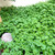 Dichondra Repens Seeds Perennial GMO Free Low Maintenance Ground Cover Lawn Substitute Rock Garden Outdoor 100Pcs Herb Seeds by YEGAOL Garden