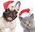 Beiabang 6 Pcs Dog Cat Pet Santa Hat Christmas Pet Costumes Small Santa Hat Pet Christmas Photo Props for Puppy Kitten Small Cats Dogs