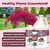 Japanese Maple Fertilizer, Complete Liquid Plant Food for All Japanese Maple Tree Varietals, 1 Gallon (128 oz)