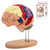 SFXYJ Human Brain Model 2 Times Life Size,Brain Anatomy Model, Includes 4 Pieces Labeled with Figures 9 Colors, for Neuroscience Learning Display Medical Identify Brain Functions