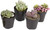 Altman Plants, Mimicry Succulents Plants Live Mini Succulents (4 Pack), Lithops Live Plants Outdoor or Live Indoor Plants, Living Stones Succulent Plants Live Houseplants, Succulent Plant House Plants
