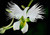 100PCS Dove Orchid White Egret Flower Seeds Plant Garden Heirloom