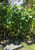 20-24" Tall White Mulberry (Morus alba) Plant, Russian, 2-3 Year Old, no Leaves 20-24" Tall White Mulberry (Morus alba) Plant, Russian, 2-3 Year Old, no Leaves