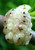 20-24" Tall White Mulberry (Morus alba) Plant, Russian, 2-3 Year Old, no Leaves 20-24" Tall White Mulberry (Morus alba) Plant, Russian, 2-3 Year Old, no Leaves
