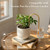 Jinnee Yard，The Intelligent Plant Self-Watering Devices Made of Brass and Cotton，Indoor Plant Watering Devices，Vacation Plant Waterer (Mirror Finish)