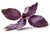 Purple Basil Italian Armenian Greek Basil, Ocimum basilicum, Caffeine Free (1 OZ = 30 grams) Premium Quality Grown in Armenia
