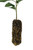Antonovka Apple | Medium Tree Seedling | The Jonsteen Company