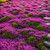 2000+ Mixed Creeping Thyme Seeds Colorful Ground Cover Heirloom, Non-GMO Perennial