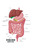 Internal Human Digestive System Illustration Human Anatomy Educational Chart Cool Wall Art Print Poster 16x24