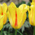 UtopiaSeeds 5 Hocus Pocus Tulip Bulbs - Beautiful Yellow and Red Tulip