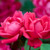 Knockout ' Double Rose, 1 Gallon, Cherry Red Knockout ' Double Rose, 1 Gallon, Cherry Red