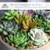 Altman Plants, Live Succulent Plants (20 Pack) Assorted Potted Succulents Plants Live House Plants in Cacti and Succulent Soil Mix, Cactus Plants Live Indoor Plants Live Houseplants in Planter Pots