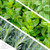 Live Aromatic and Edible Herb Assortment (Lemon Verbena, Eucalyptus, Mint, Lemon Balm, Other Assorted Herbs), 6 Plants Per Pack