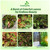 Outsidepride Kong Mosaic Coleus Seeds for Planting - 20 Pcs Annual, Compact, & Easy to Grow, Flower Seeds with Serrated Foliage, Ideal for Shaded Areas, Containers, Borders, & Gardens