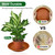 4 Pack of 12 inch Plant Saucers - Heavy Duty Plastic Plant Tray, Durable and Thicker Flower Pot Saucers for Indoors Outdoors Planters, Terracotta