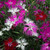 Outsidepride Superbus Mix Dianthus Seeds for Planting - 5000 Pcs Easy to Grow & Hardy Perennial Flower Seeds with Colorful & Fragrant Blooms, for Mixed Plantings, Containers, & Pollinator Gardens