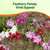Outsidepride Superbus Mix Dianthus Seeds for Planting - 5000 Pcs Easy to Grow & Hardy Perennial Flower Seeds with Colorful & Fragrant Blooms, for Mixed Plantings, Containers, & Pollinator Gardens