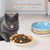 Ceramic Cat Dishes for Food - Colorful Cute Cat Bowl Set of 6 - Wide, Shallow, Whisker Friendly - Microwave and Dishwasher Safe - 8.5 oz - 5.75 inch