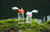 Sigg Miracle Gasket Set, Sealing Ring and Lid Seal Bottle for Children, Spare Parts for Leak-proof Screw Cap Flask