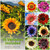 1000+ Sunflower Seeds for Planting Heirloom Non-GMO, Bulk Package of 15 Varieties Mix Seeds, Individually Packaged, Attracts Pollinators (Helianthus annuus)