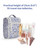 Narwey Small Hanging Toiletry Bag Women Travel Makeup Bag Organizer Toiletries Bag for Travel Size Essentials Accessories Cosmetics (Medium, Blue Leaf)