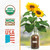 Back to the Roots Sunflower Organic Windowsill Planter Kit - Grows Year Round, Includes Everything Needed for Planting
