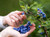 Common Bilberry European Blueberry Myrtle Berry 100 Seeds for Planting