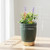 Earnest Living Essential Oil Diffuser Ceramic Artificial Succulent Plants Potted Diffuser 100 ml for Lavender Essential Oils Timers Night Lights and Auto Off Humidifier Aromatherapy Diffusers for Gift