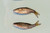 Golden Shiner Minnows (1 Pound, 2.25 INCH) Golden Shiner Minnows (1 Pound, 2.25 INCH)