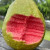 Guava seeds, suitable for potted plants, greenhouses and outdoor gardens, easy-to-cultivate fruit tree seeds.
